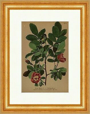 Gebirgs rose rosa alpina - rose,