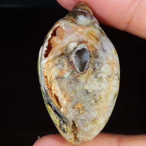 Natürlich fossil schnecke - fossil,