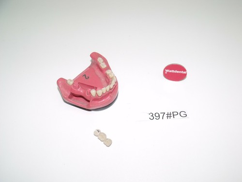 Dent schaumodell - go,