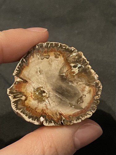 Versteinertes holz stück - versteinertes,
