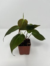 Philodendron Micans in a 2