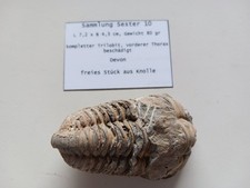 Tilobite - verschiedene Arten