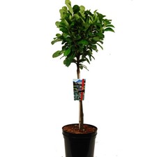 Kirschlorbeer Etna Formschnitt Zwergbaum 80-110cm Prunus Etna