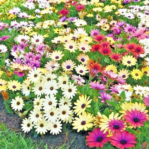 200 african daisy - 200+african, cineraria