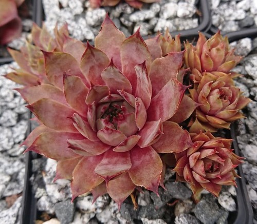 Sempervivum grey mule 1 - "grey,