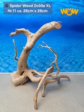 🪸 Moorkienwurzel-