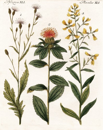 Serratula scharte - serratula,