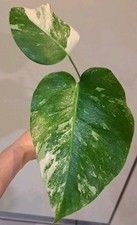 Monstera deliciosa Variegata Großblatt 