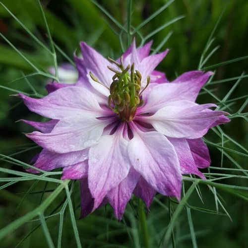 Schwarzkümmel mulberry rose - schwarzkümmel,