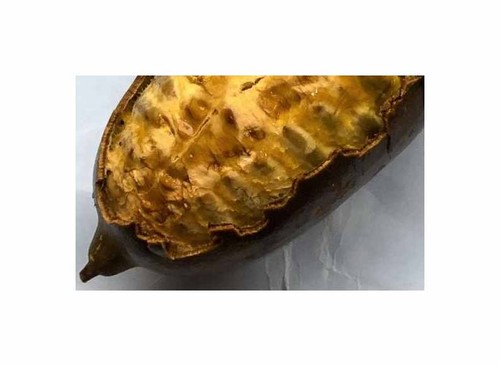 Cogniauxia podolaena - ,