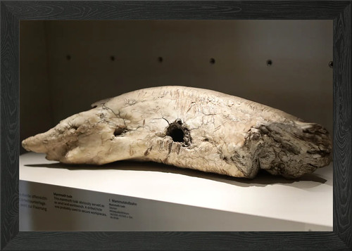 Mammut stoßzahn fossil - mammut,
