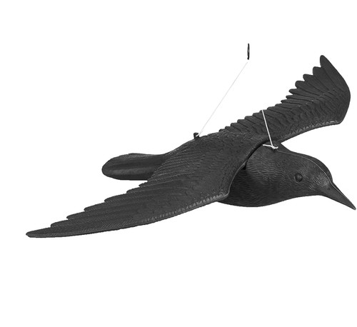 Fliegende krähe taubenschreck - fliegende, krähe/taubenschreck