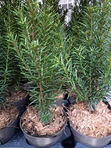 Eibe taxus baccata - eibe,
