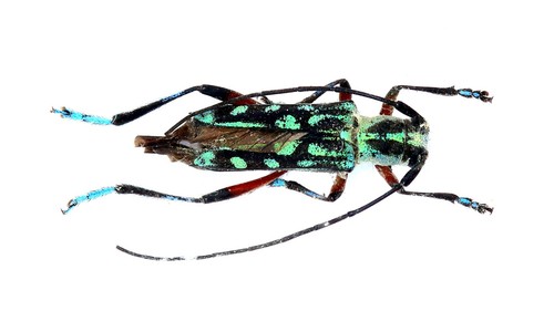 Coleoptera cerambycidae - coleoptera,,