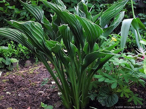 Schmallblättrige funkie hosta - funkie,