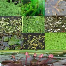 6 verschiedene Teichpflanzen für jeden Teich  Miniteich Koiteich  Wasserpflanzen