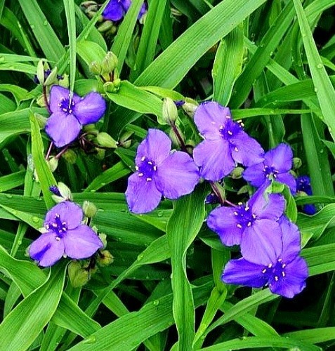 Dreimasterblume zwanenburg - dreimasterblume, 'zwanenburg'