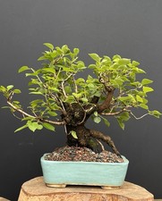 Prunus Mahaleb- Bonsai