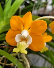 Vanda denisoniana orange