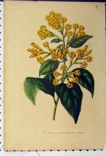 Original alter antiker Druck