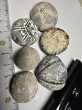 6 Seeigel Steinkern Ostsee Versteinerung 