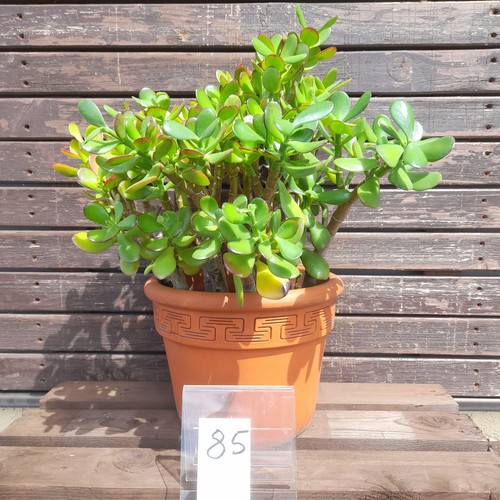 Geldbaum pfenningbaum crassula - pfenningbaum,