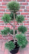 Kiefer-Gartenbonsai, Pinus sylvestris (Höhe: 140-150 cm), Formschnitt + Dünger