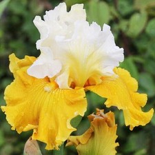 Iris Rhizom Staude Iris