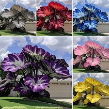 500 Stück/pack Caladium Blume