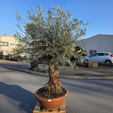 Olivenbaum "Olea Europaea"