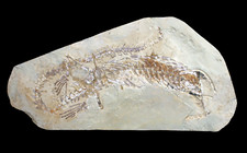 Perm  Mesosaurus tenuidens  Saurier in  "Caramel"-Erhaltung   Brasilien  FL-18