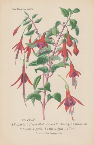 Fuchsien - , (fuchsia)