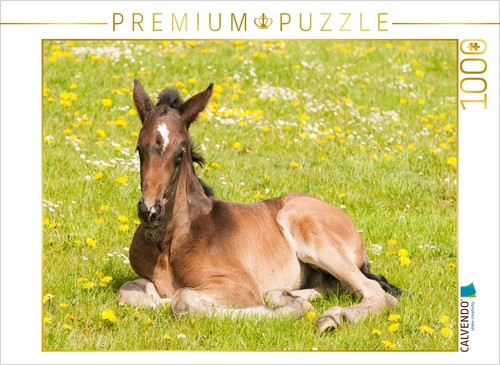 Calvendo puzzle fohlen auf - puzzle, der