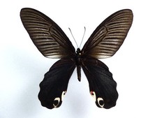 Papilio alcmenor Männchen