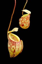 NEPENTHES GLABRATA –