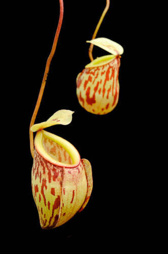 Nepenthes glabrata - nepenthes, –