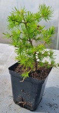 Lärche-Prebonsai