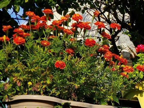 Tagetes braun gelb - braun/gelb/orange,