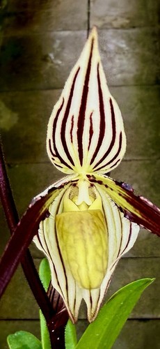 Paphiopedilum species blühend - paphiopedilum,