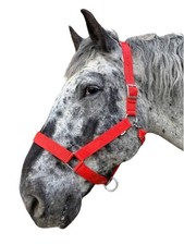 WEISSL Kaltbluthalfter