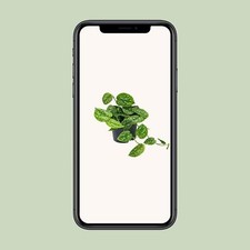 Scindapsus Pictus - Topf Ø12