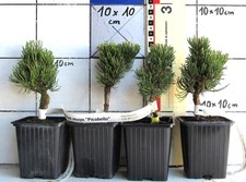 Pinus mugo   PICOBELLO  -