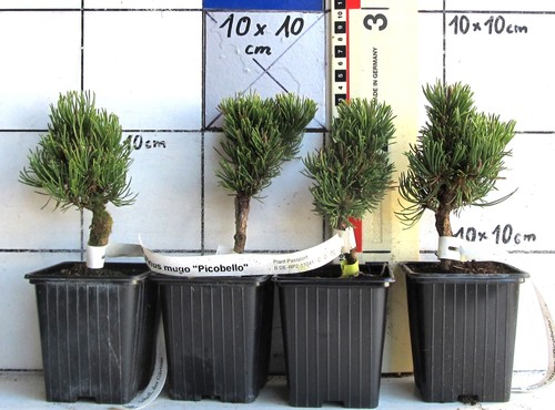 Pinus mugo picobello - mugo,