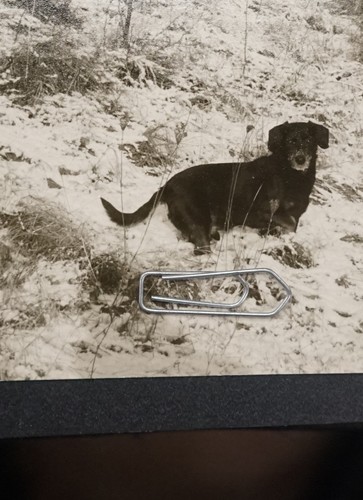 Foto portrait haustier hund - portrait,