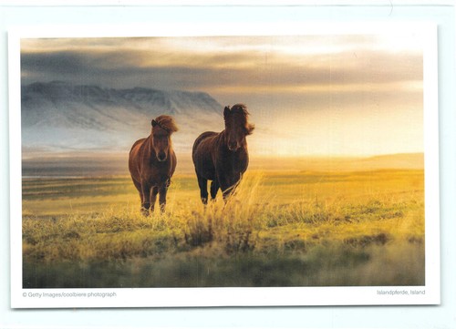 Postkarte islandpferd - postkarte,