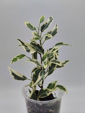 Ficus Benjamina pixie