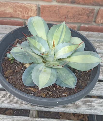 Agave parryi huachucensis - agave,