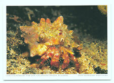 1 AK Einsiedlerkrebs Krebs - Harenberg !!! ::