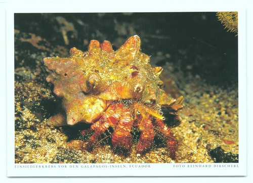 Postkarte einsiedlerkrebs - 1,