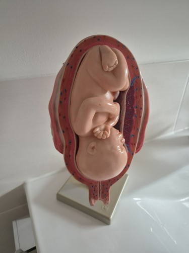 Anatomisches modell fötus 7 - anatomisches,